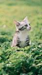 被偷拍的猫咪--猫咪对于被偷怕这件事也是极为敏感的，反应很真实！