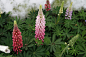 多叶羽扇豆
科属：豆科羽扇豆属
拉丁名：Lupinus polyphyllus Lindl.
形态特征：多年生草本，高 50-100 厘米。茎直立．分枝成丛．全株无毛或上部被稀疏柔毛。掌状复叶，小叶9-15枚；叶柄远长于小叶； 托叶披针形，下半部连生于叶柄．先端长锥尖；小叶椭圆状倒披针形，先端钝圆至锐尖，基部楔形，上面通常无毛，下面多少被贴伏毛。总状花序远长于复叶，长15 -40 厘米 ；花多而稠密，互生。长10 -15 毫米；苞片卵状披针形。长5 毫米，被毛，早落；花梗长 4 -10 毫米 ； 萼