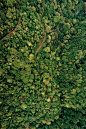 an aerial view of a lush green forest