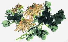 写意菊花高清素材 装饰 设计图片 免费下载 页面网页 平面电商 创意素材 png素材