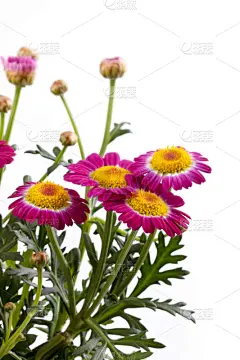 茼蒿菊,垂直画幅,式样,无人,白色背景,夏天,背景分离,特写,影棚拍摄,春白菊花