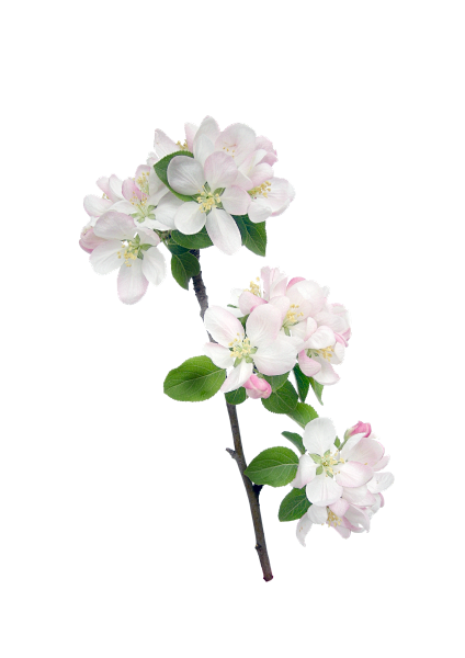  @模库 花系列》PNG免抠图素材 - ...