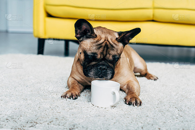 可爱的法国斗牛犬躺在地毯上，看着一杯咖啡