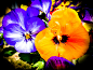 Flower garden on Behance