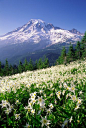 Erythronium montanum @ Mt. Rainier National Park, Washington, USA