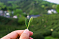在杭州龙井茶园，摘下一片新鲜的绿叶。新鲜的嫩芽代表着一种鲜活的生命力