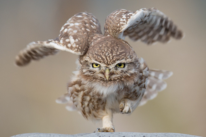 Run little owl Athen...