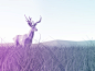 Lonely deer