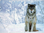snow winter wolves wallpaper (#45229) / Wallbase.cc