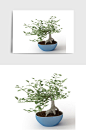传统景观盆景绿植植物盆栽C4D模型