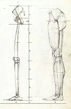 干货！ 

Gottfried Bammes（德国巴莫斯教授，艺院解剖课教授）关于腿部结构（腿-膝盖-脚）的解析图 ​ ​​​​