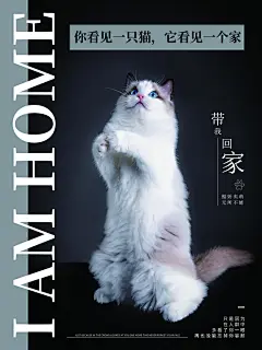 宠物商店海报寄养兽医狗猫粮食柯基美容