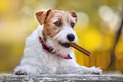 点击来源直接获取大图文件 |Healthy cute happy pet dog puppy chewing, eating snack treat, cleaning plaque from teeth. Tartar prevention.