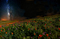 flower-starry-night-night-time-poppy-wallpaper.jpg (5760×3840)