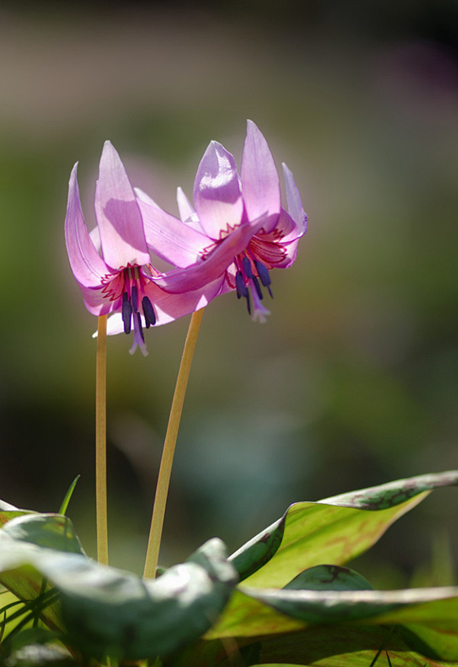 玉蝉花