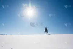 雪,松树,山,美瑛町,贺卡,云杉,深雪,背景,户外,天空