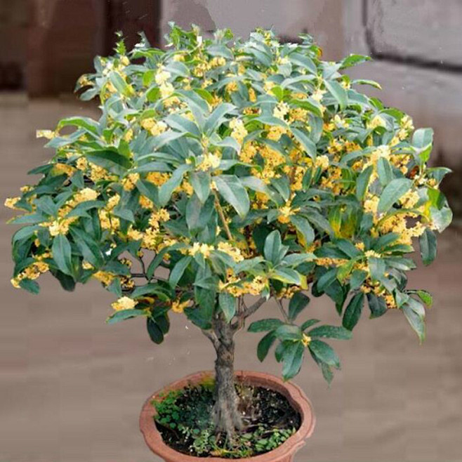 四季桂沉香桂盆栽庭院桂花树苗中国传统十大名花之一香味远溢四季长青