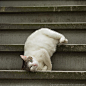 階段を寝転んだまま横着して降りてくる ねこの動画を見て これすごい！って思ってたら
Satoちゃんが目の前でしてくれました。
なんでそんなにやさしいの。
#cat #ねこ