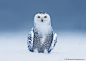 Photograph Snowy Owl Heaven by Rick Dobson on 500px