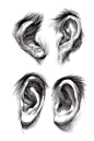 素描耳朵 (30)