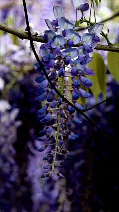 紫藤花