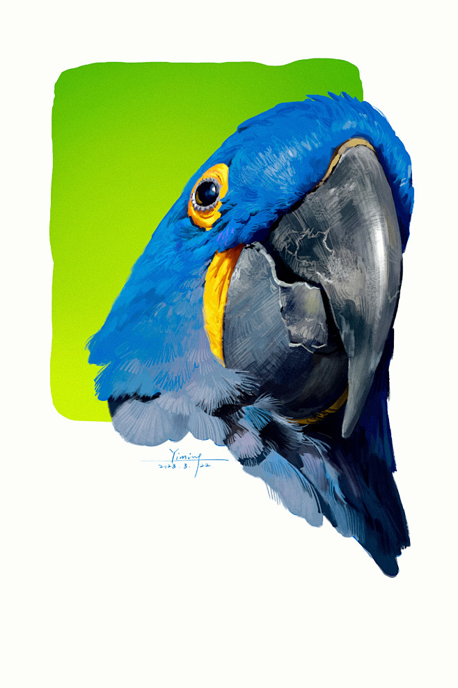 Parrots color study ...