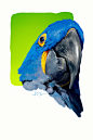 Parrots color study 鹦鹉色彩练习