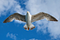 seagull-1511862_960_720