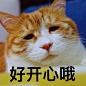 造型已凹好 ​​​​ 来自著名网黄猫日 - 微博