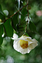 椿（つばき）
　「加茂本阿弥（かもほんあみ）」
　
Camellia japonica ‘Kamohon-ami’