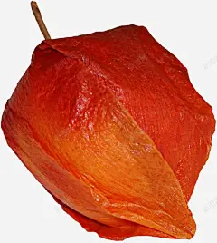 手绘灯笼果高清素材 手绘 橙色 灯笼果 免抠png 设计图片 免费下载