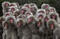 Winners of the BigPicture Natural World Photography Competition : Some of the victors and finalists in the fourth annual BigPicture Natural World Photography Competition, put on by the California Academy of Sciences and bioGraphic.