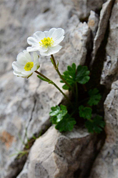 常德不离采集到花卉