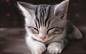 General 1920x1200 cat animals artwork drawing kittens sleeping