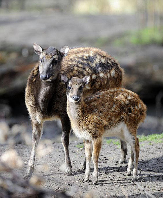 菲律宾斑鹿