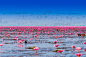 Siripong Kaewla-iad在 500px 上的照片Pink Lotus Lake(9865A)