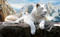 White lions wallpaper | 2880x1800 | 3883 | WallpaperUP