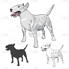 纯种犬,狗,分离着色,白色,牛头梗,梗犬,肖像,英格兰,动物,站