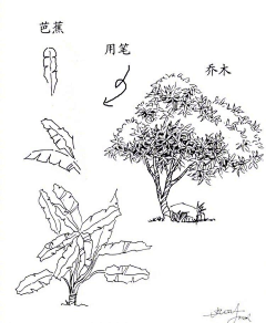 火锅浅析采集到速写——花草树木
