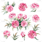 沃尔特Faxon牡丹。单株鲜艳的粉红色牡丹，重瓣花，花蕾和叶。老式贺卡。水彩插图。