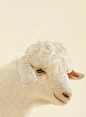 羊(658×894)