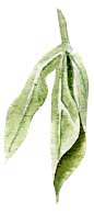 叶子PNG