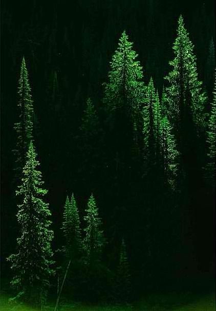 #晚安的图# 晚安，森林。