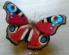 ZRT-兔采集到蝴蝶素材