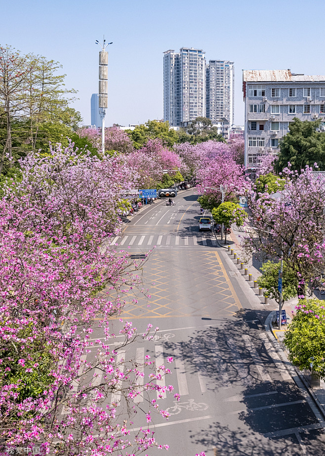 宫粉紫荆道路