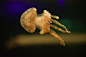 1)Jellyfish (150).jpg