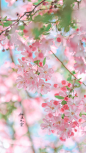 南京 莫愁湖。一片春心付海棠 
带花苞的垂丝海棠才最美。