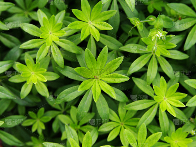 车叶草,自然,芳香的,水平画幅,无人,野生植物,野花,花束,植物,多年生植物