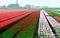 【荷兰】看看这世界上最美的农田, 南麂土著旅游攻略