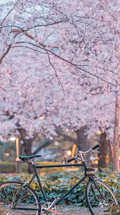 今日治愈壁纸 | 樱花烂漫 : ☀每天08：30请记得打开手机，查收我的礼物开启美妙的一天（点击图片可放大保存）